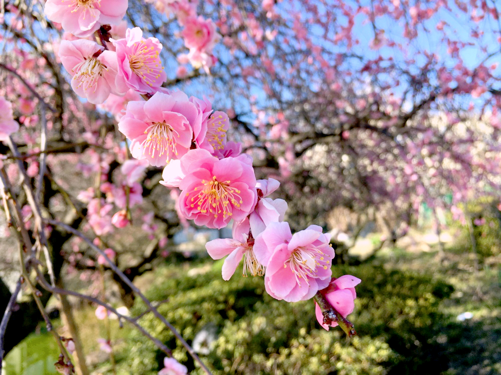 世界の梅公園に梅の花を見に行ってきました Ths 白衣netブログ